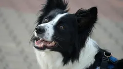 Honden die deze 3 eigenschappen tonen, zijn genieën: wetenschappers delen de details