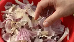 Waarom ervaren tuiniers ’s winters knoflookschillen verzamelen: in het voorjaar zijn ze goud waard