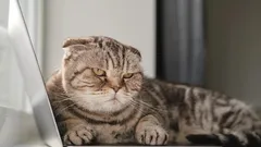 Hoe bied je je excuses aan aan je kat: tips goedgekeurd door een zoöloog