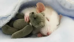 Wat dromen ratten? Wetenschappers onthullen onverwachte feiten over het leven van dieren