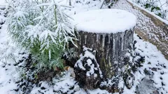 Waarmee bestrooi je een boomstronk zodat hij wegrot: dat zullen de buren je niet vertellen